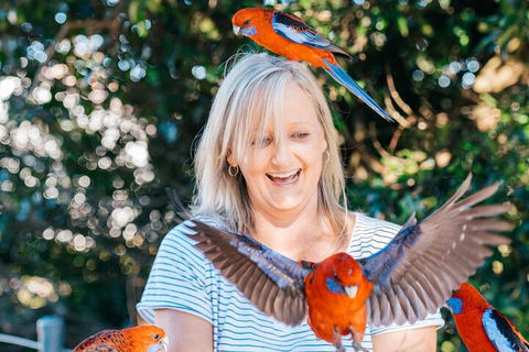 Aquaduck & Your Choice Of Gold Coast Rainforest Tour - Accommodation Daintree 5