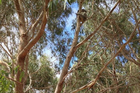 Kangaroo Island 4WD Tour - Best Of KI In 2 Days - Accommodation Daintree 0