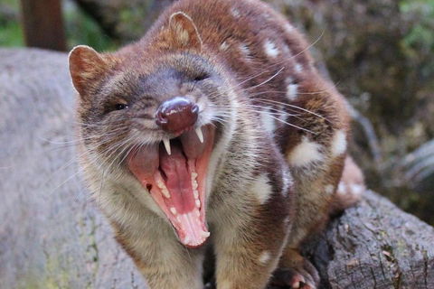 After Dark Tasmanian Devil Feeding Tour At Cradle Mountain - Accommodation Daintree 0