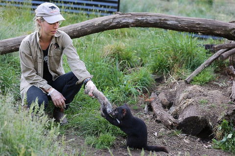 After Dark Tasmanian Devil Feeding Tour At Cradle Mountain - Accommodation Daintree 1