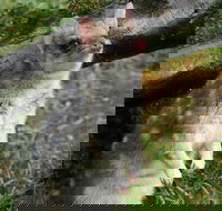 1-Hour Tasmanian Devil Feeding Day Tour at Cradle Mountain - Accommodation Daintree