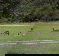Yanchep  Lancelin - Wildlife Cave And Sands - Accommodation Daintree