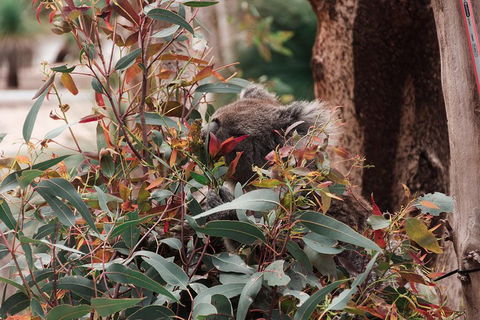 Yanchep & Lancelin - Wildlife, Cave And Sands - Accommodation Daintree 1