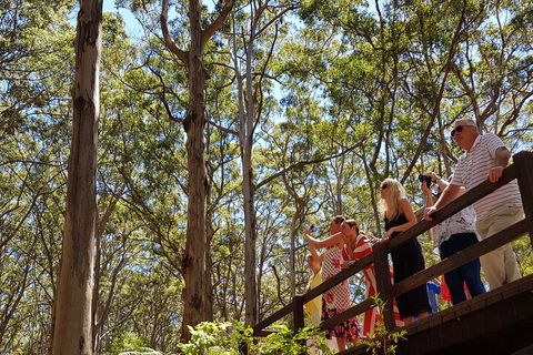 The All About Margaret River Tour: Wine, Coffee, Lunch And Forest - Accommodation Daintree 3