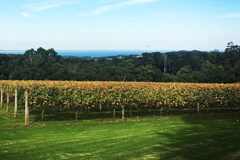 Yarra Valley Wine Tour Inc Lunch With A Glass Of Wine, Tastings And Chocolate - Accommodation Daintree 2