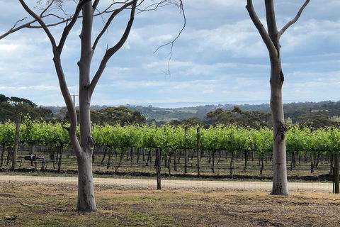 Yarra Valley Wine Tour Inc Lunch With A Glass Of Wine, Tastings And Chocolate - Accommodation Daintree 3