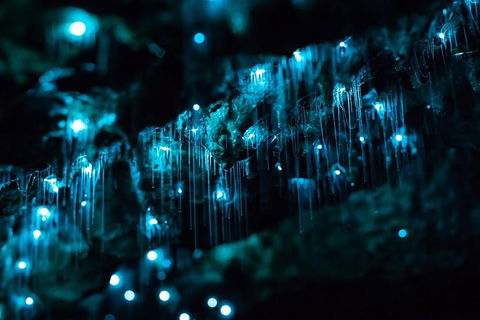 Hinterland Magic & Glow-worm Experience - Accommodation Daintree 1