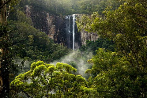 Hinterland Magic & Glow-worm Experience - Accommodation Daintree 4