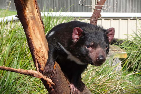 Tasmania 4 Day East Coast + Launceston - Accommodation Daintree 2