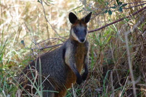 Byron Bay Combo: Hinterland Tour Including Minyon Falls And Kayaking With Dolphins - Accommodation Daintree 2