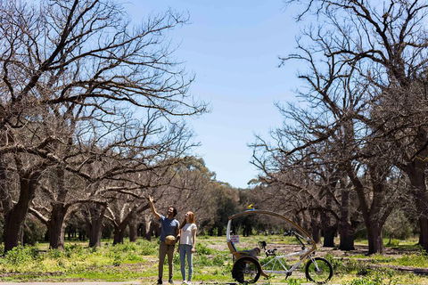 Adelaide 90-Minute Pedicab Tour: Scenic Green & River Experience - Accommodation Daintree 1