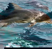 1.5HR Mudjimba Island Wildlife Safari - Accommodation Daintree