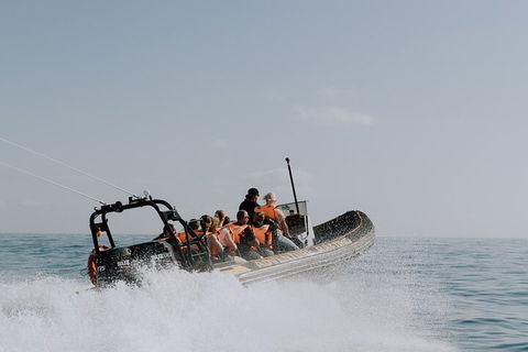 Adventure Whale Watching Tour Mooloolaba - Accommodation Daintree 0