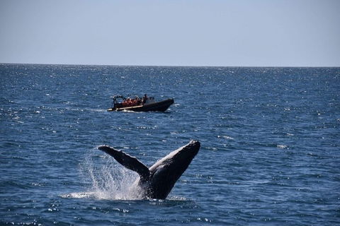 Adventure Whale Watching Tour Mooloolaba - Accommodation Daintree 1