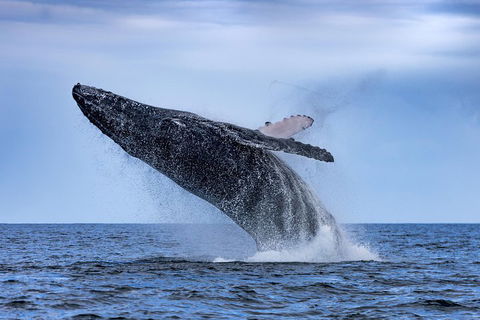 Adventure Whale Watching Tour Mooloolaba - Accommodation Daintree 2
