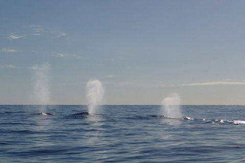 Adventure Whale Watching Tour Mooloolaba - Accommodation Daintree 3