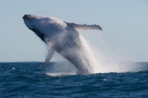 Adventure Whale Watching Tour Mooloolaba - Accommodation Daintree 5