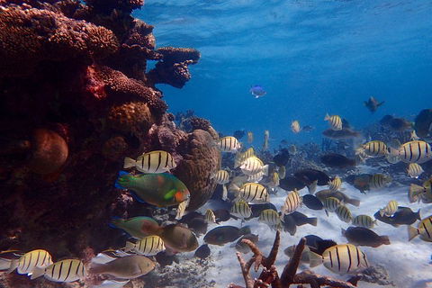 Lagoon Explorer - Ningaloo Reef Full-Day Kayaking And Snorkeling Adventure - Accommodation Daintree 2