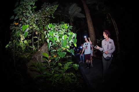 Let's Go Buggin & Let's Go Shroomin - Photography & Nature Walking Tours - Accommodation Daintree 4