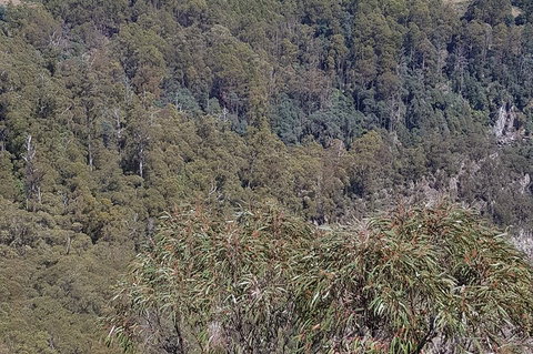 Leven Canyon Day Trip Including Wings Wildlife Park Or Gunns Plains Caves - Accommodation Daintree 4