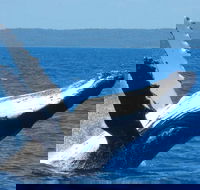 Mooloolaba Whale Watching Tour - Accommodation Daintree