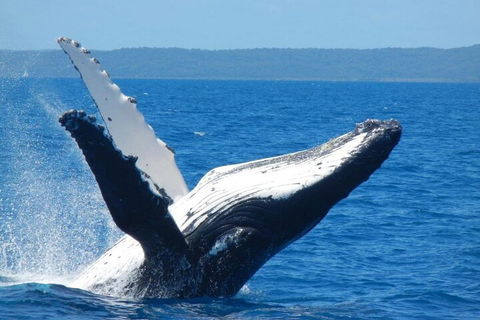 Mooloolaba Whale Watching Tour - Accommodation Daintree 0