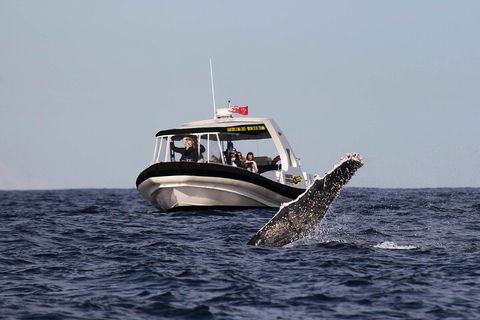Mooloolaba Whale Watching Tour - Accommodation Daintree 3