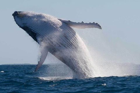 Mooloolaba Whale Watching Tour - Accommodation Daintree 4