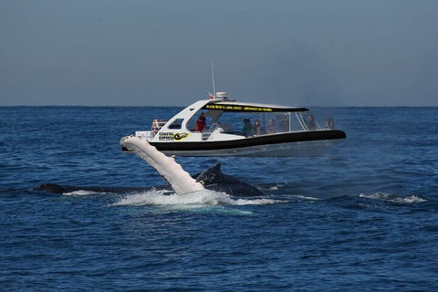 Mooloolaba Whale Watching Tour - Accommodation Daintree 5