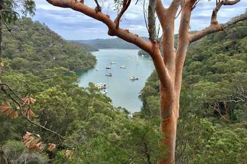 Shore Excursion: Sydney's Northern Beaches & Ku-ring-gai National Park Bus Tour - Accommodation Daintree 1