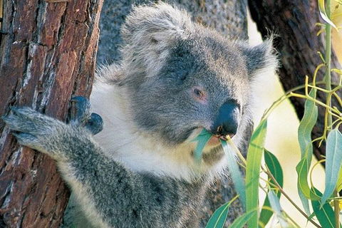 Pinnacle Desert Sunset And Night-time Stargazing Tour From Perth - Accommodation Daintree 4