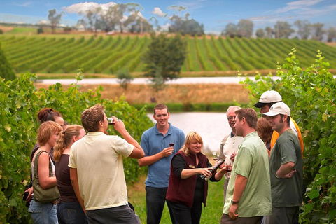 Yarra Valley Balloon Flight And Winery Tour - Accommodation Daintree 4