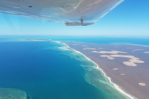 Monkey Mia Dolphins & Shark Bay Air Tour From Perth - Accommodation Daintree 2