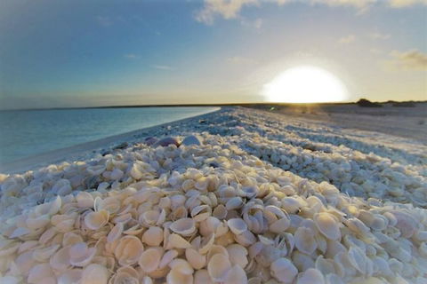Monkey Mia Dolphins & Shark Bay Air Tour From Perth - Accommodation Daintree 3