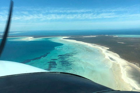 Monkey Mia Dolphins & Shark Bay Air Tour From Perth - Accommodation Daintree 4
