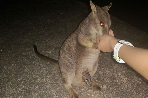 Private Tour To Paronella Park, Historic Village Herberton And Wild Life Wallaby - Accommodation Daintree 0