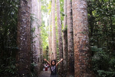Private Tour To Paronella Park, Historic Village Herberton And Wild Life Wallaby - Accommodation Daintree 2