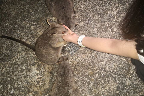 Private Tour To Paronella Park, Historic Village Herberton And Wild Life Wallaby - Accommodation Daintree 4