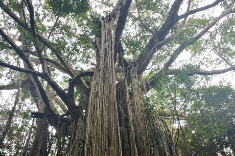 Historic Village Herberton And Tableland Tour - Accommodation Daintree 1