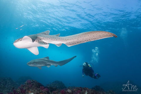 3-Hour Byron Bay Certified Scuba Diving Tour - Accommodation Daintree 3