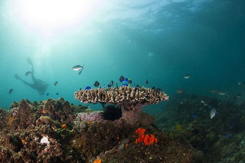 3-Hour Byron Bay Certified Scuba Diving Tour - Accommodation Daintree 4