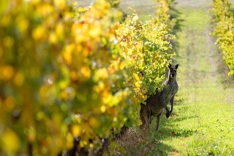 Margaret River 3 Day Escape - Accommodation Daintree 4