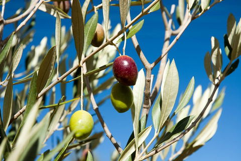 Fine Flavours - Full Day Kangaroo Island Food & Wine Tour - Accommodation Daintree 4