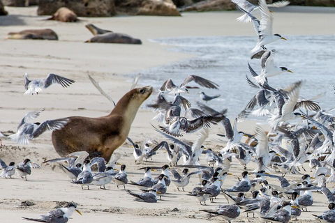 Full-Day Kangaroo Island Experience Departing From Kangaroo Island - Accommodation Daintree 1