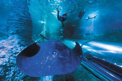 Snorkel With Sharks At AQWA - Accommodation Daintree 0