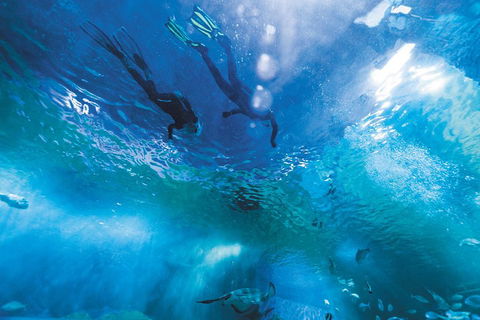 Snorkel With Sharks At AQWA - Accommodation Daintree 1