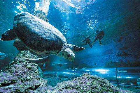 Snorkel With Sharks At AQWA - Accommodation Daintree 4