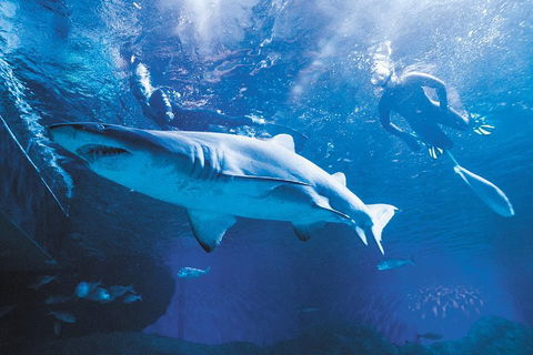 Snorkel With Sharks At AQWA - Accommodation Daintree 5