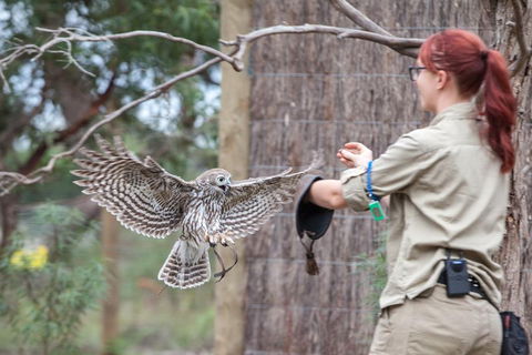 Moonlit Sanctuary Wildlife Conservation Park Daytime General Entry Ticket - Accommodation Daintree 1
