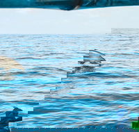 Cruise with Dolphins in Byron Bay - Accommodation Daintree